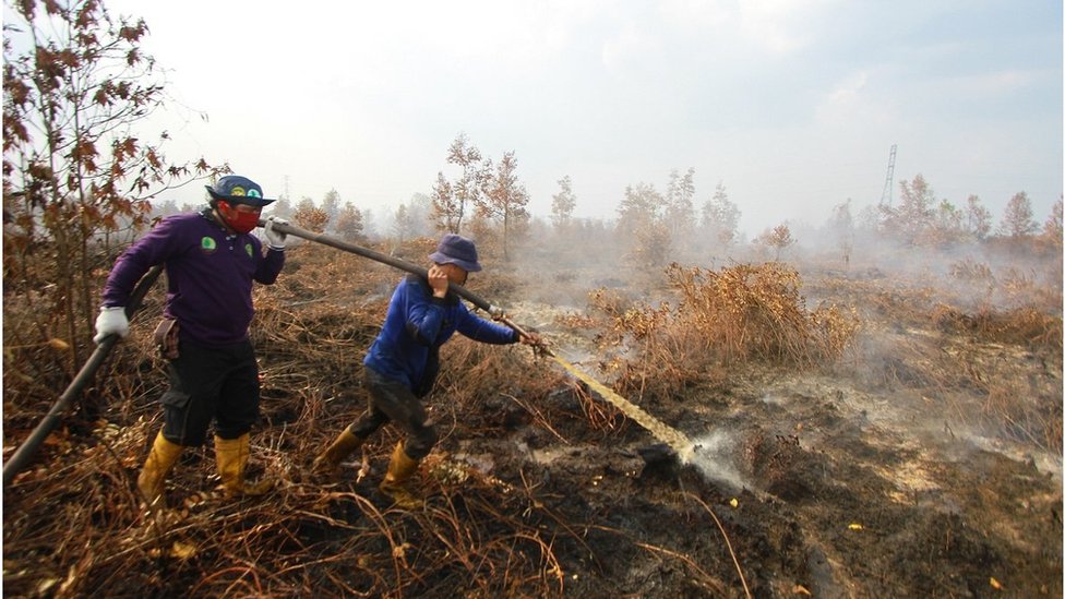 Kabut Asap Selimuti Kalimantan, Kebakaran Hutan Kian Parah dan Ganggu Aktivitas Warga